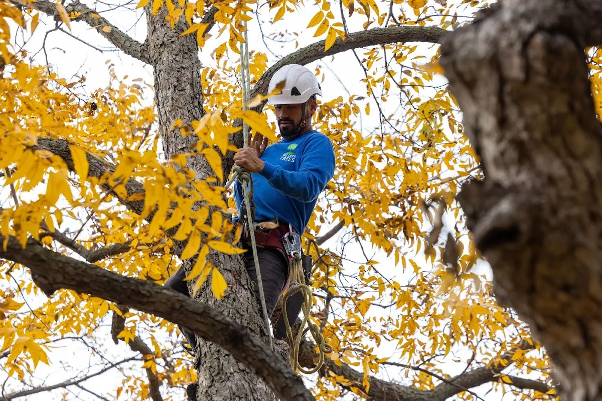 Skilled Tree Planting crew working in Hilliard