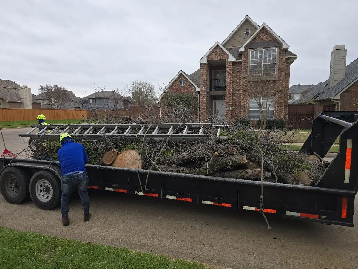 Expert Tree Pest Control with proper safety equipment in Hilliard